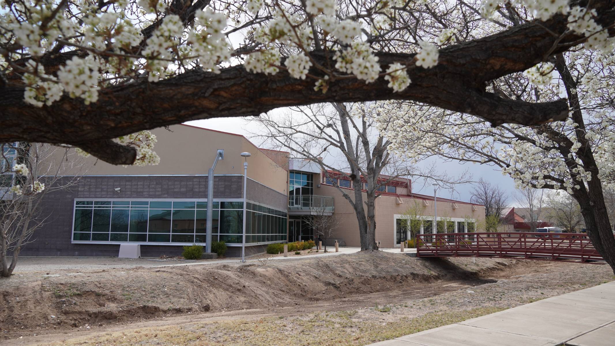 An image of the Ben Lujan Library framed by flowering trees.